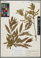 Foto von Salix alba L. x Salix pentandra L.